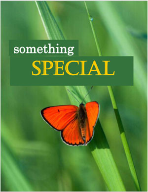 Something Special